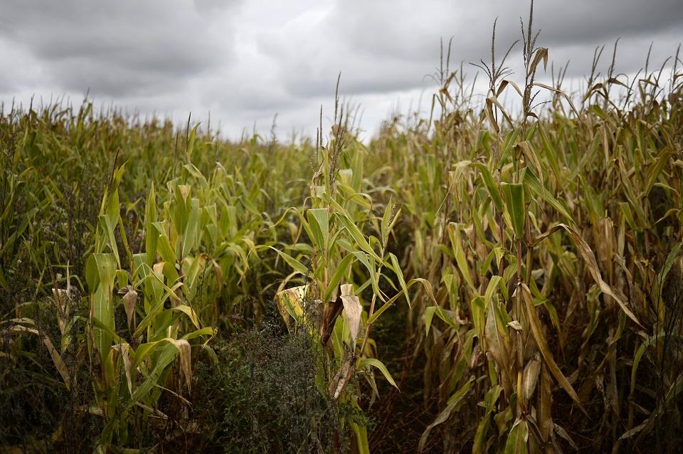 From war to wild weather, global crop problems point to years of high food priceson June 28, 2022 at 8:49 pm on June 28, 2022 at 8:49 pm