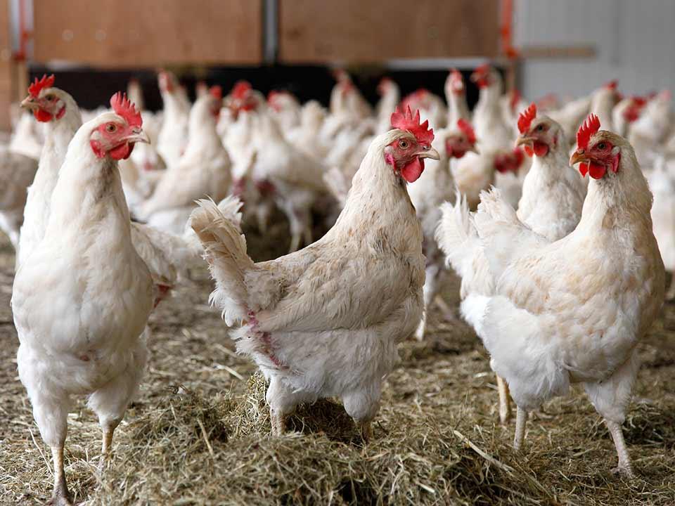 Agri officials flag IBH concerns among chickens as cases riseon June 29, 2022 at 2:51 pm on June 29, 2022 at 2:51 pm