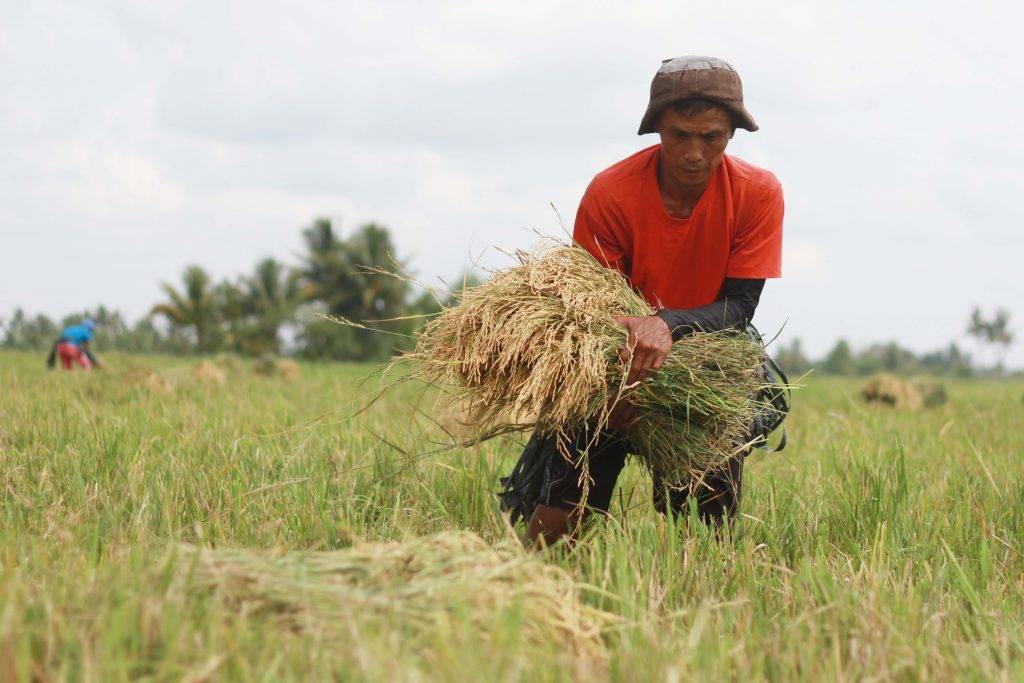 BOC collects P8.35-B rice import duties
