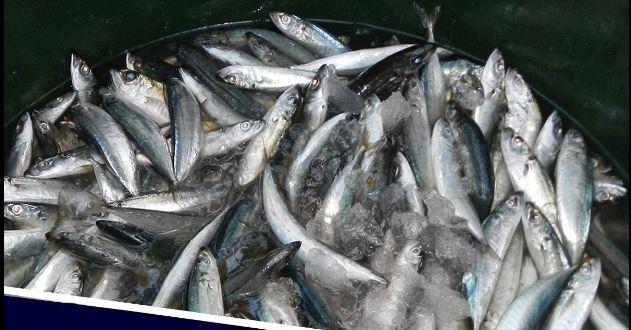 BFAR lays out programs for sustainable fish production amid high fuel priceson July 5, 2022 at 4:36 pm on July 5, 2022 at 4:36 pm